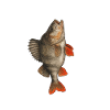 Barsch Jäger Barsch Angeln Barsche Fangen