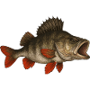 Barsch Flussbarsch Barschangeln Barsche Barsch