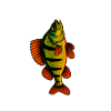 Barsch Jäger Flussbarsch Barschangeln Barsche