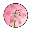 LilyDream