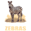 Zèbres Zèbre