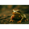 Wild animals, frog