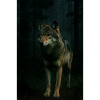 Wild animals, wolves