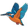 Martin-pêcheur