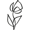 Tulip Sketch – Elegant Floral Drawing