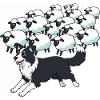 Border Collie et Clouds Sheep