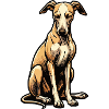 Whippet Greyhound Whippets Propriétaire de lévrier
