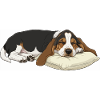 Sleeping Basset Hound on Pillow