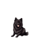 At home is my Schipperke