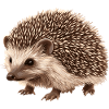 Hedgehog