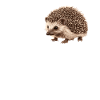 Hedgehog