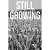 Still Growing Field Motif Grey