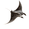 Manta Rochen Teufelsrochen Stachelrochen Taucher