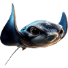 Manta Rochen Teufelsrochen Stachelrochen Taucher