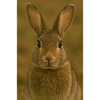 Animal, rabbit/hare