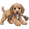 Cockapoo puppy