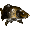 Carp
