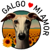 Dog in sunflower field