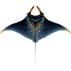 Manta Ray, Devil Ray, Stingray, Diver