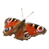 Red Eyespot Butterfly