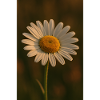 Nature - Flowers - Daisies