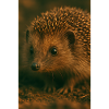 Animaux - Hérisson