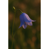Nature - Flowers - Bluebell