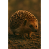 Animals - Hedgehog