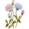 Fleur