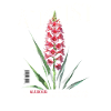 Birth Flowers August Gladiolus Birth Flower