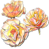 Drei gelbe rosa Rosenblüten Buntstiftzeichnung