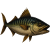 Vivid Mackerel Fish Illustration