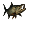 Majestic Tarpon Fish Motif
