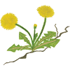 Dandelion Feminism