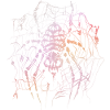 Skelettspinne