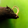 Wild boar