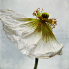 White Poppy
