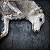 White greyhound on the ground