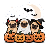 Joyeux Halloween Carlin Costume Mignon Mignon