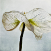 White poppy flower