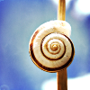 Snail-shell