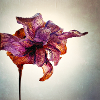 Withered Flower