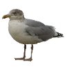 Seagull on the Beach Illustration