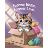 Forever Home Kitten in Box