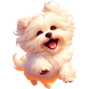 🐾 Chiot maltais 3 🐾