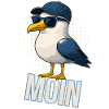 Moin - Seagull with sunglasses