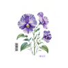 Février Violette Naissance Fleur