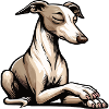 Whippet Greyhound Whippets Propriétaire de lévrier
