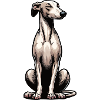 Whippet Greyhound Whippets Greyhound Owner