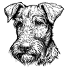 Irish Terrier Portrait